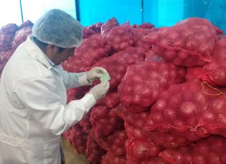 Tacna: MINAGRI registra exportación de más de 3 800 toneladas de cebolla durante el año