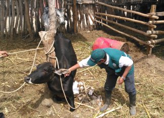 Piura: MINAGRI vacunó a más de 10 mil animales contra el Ántrax