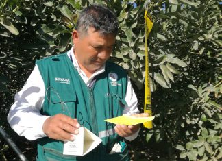 Cusco: MINAGRI monitorea plaga cuarentenaria para proteger cultivos de palto en Cusco