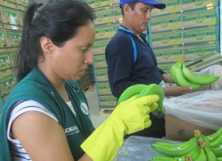 Piura: MINAGRI certificó más de 79 mil toneladas de banano orgánico para exportación