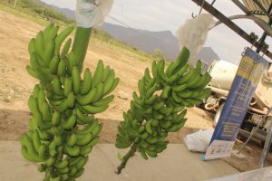 producción orgánica