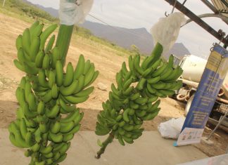 Lambayeque: Inspeccionan cumplimiento de normas de producción orgánica en cultivos de banano