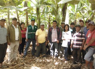 La Libertad: MINAGRI y productores de banano orgánico definen acciones para prevenir y controlar plagas