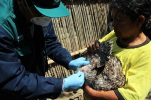 MINAGRI evalua estatus zoosanitario de la produccion avicola en Lambayeque