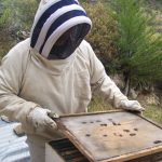 SENASA-Control de enfermedades de las abejas