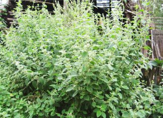 Senasa establece requisitos fitosanitarios para importación de plantas in vitro de arándano mexicano