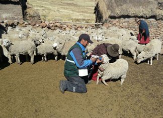Minagri despliega acciones para aminorar efectos de heladas en la actividad agropecuaria del sur del país