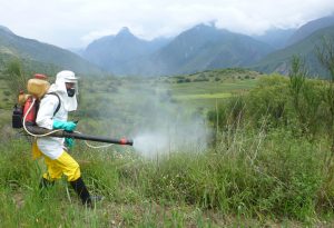 senasa-apurimac-control-de-langosta