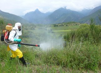 MINAGRI y productores organizados controlan plaga de langosta en Apurímac