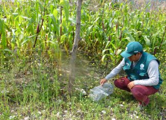 MINAGRI intensifica labores en Apurímac para mantener bajo control plaga de roedores