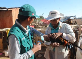 Arequipa: Senasa vacunó a más de 62 mil aves contra enfermedad de Newcastle