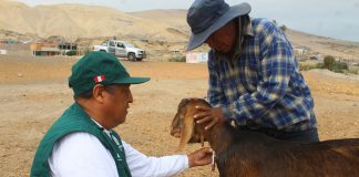 Arequipa: SENASA inicia evaluación de ganado caprino