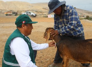 Arequipa: SENASA inicia evaluación de ganado caprino