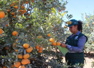 Senasa intensifica vigilancia fitosanitaria para evitar ingreso de plaga de los cítricos en Arequipa
