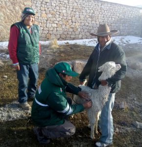 senasa-arequipa-nevadas-alpacas
