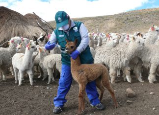 MINAGRI realiza atención sanitaria de alpacas y llamas ante bajas temperaturas en Ayacucho