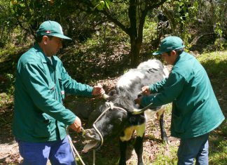 MINAGRI vacuna más de 16 mil vacunos contra carbunco sintomático y edema maligno en Ayacucho