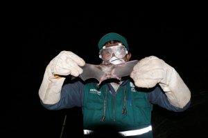 senasa-ayacucho-control-selectivo-de-murcielago-vampiros