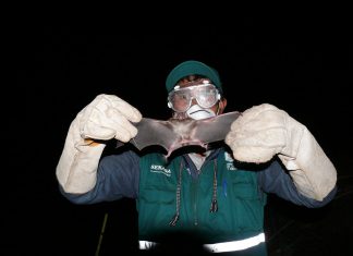 Rabia: SENASA afina estrategia de control en beneficio de más de 11 mil productores