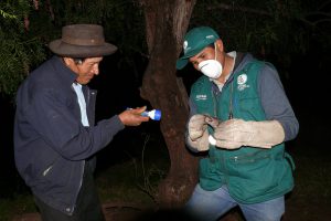 senasa-ayacucho-control-selectivo-de-vampiros-1