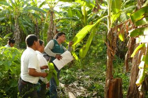senasa-ayacucho-escuela-de-campo-platano