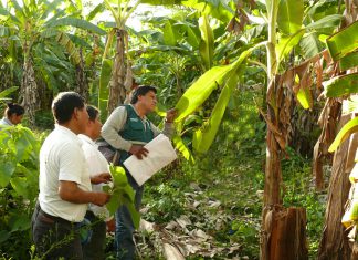 MINAGRI instruye a pequeños plataneros del Vraem en Escuela de Campo