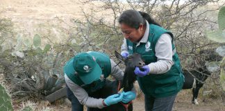 MINAGRI inició colecta de muestras serológicas para descarte de Brucelosis caprina