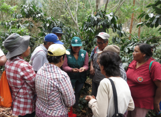 Familias de 10 distritos del Vraem se benefician con Escuela de Campo de café