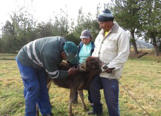 MINAGRI vacuna más de 11 mil animales para prevenir brotes de carbunco sintomático en Cusco
