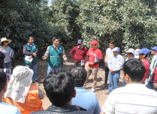 MINAGRI fomenta exportación de palta Hass entre pequeños productores de Huancavelica