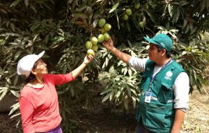 senasa-ica-mosca-de-la-fruta-ursula-2