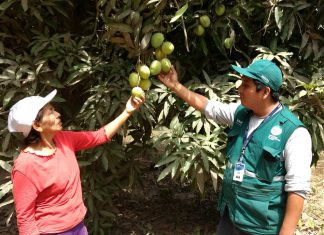 MINAGRI enseña a los productores cómo eliminar la mosca de la fruta en Ica