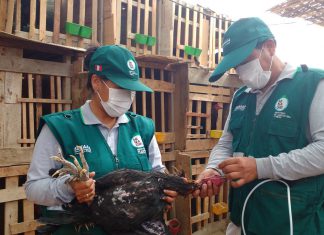 Ica: Más de 108 mil aves vacunadas para prevenir enfermedad de Newcastle