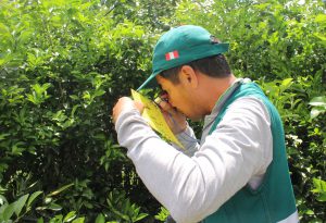 senasa-lambayeque-hlb