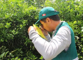 Realizan vigilancia fitosanitaria para descartar enfermedad que afecta a los cítricos