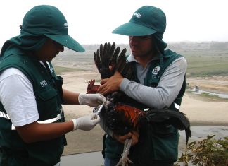MINAGRI vacuna más de 34 mil aves para prevenir enfermedad de Newcastle en Huaura