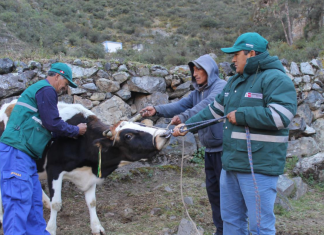 Senasa desarrolla campaña sanitaria por friaje y heladas en zonas altoandinas de Lima