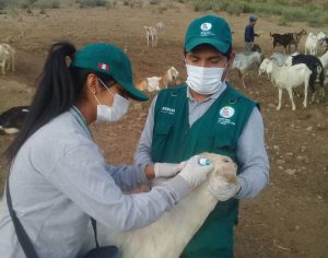 senasa-lima-huaral-vacunacion-cabras