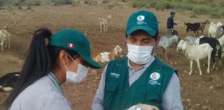 MINAGRI: Vacunación para evitar brotes de brucelosis caprina en Huaral
