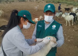 MINAGRI: Vacunación para evitar brotes de brucelosis caprina en Huaral