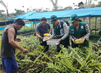 Loreto: Técnicos agrícolas se instruyen en evaluación de plagas
