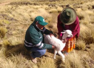 Bajas temperaturas: Coordinan protección a 20 mil animales en zonas altas de Moquegua