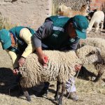 senasa-puno-dosificacion-de-antiparasitarios