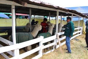 senasa-puno-feria-fegasur