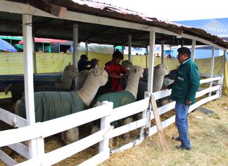 MINAGRI garantiza estatus sanitario en feria agroindustrial Fegasur