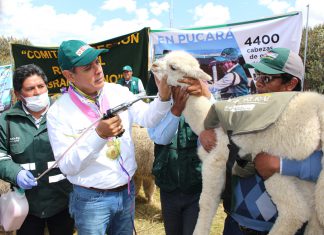 MINAGRI atiende a familias de zonas altoandinas para proteger sanidad pecuaria ante heladas