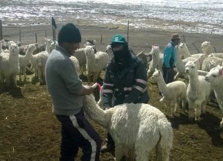 Tacna: MINAGRI dosifica a camélidos en prevención ante heladas en Huaytire