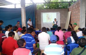 senasa-ucayali-banano