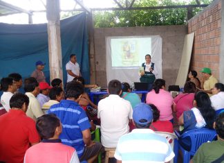 Ucayali: Productores de plátano ejecutan buenas prácticas agrícolas para mejorar producción