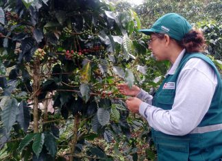 Ucayali: Evaluación de cultivos de café para detección de plagas